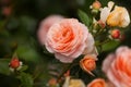 Beautiful soft coral tea roses flowers in bloom close up, tender salmon pink color rose blossom, red and yellow aphrodite hybrid