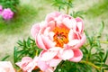 Beautiful soft creamy colored peony flowers. Coral sunset.