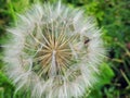 White dandelion fluff and bug in meadow, Lithuania