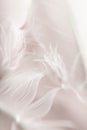 Beautiful white soft feathers background texture