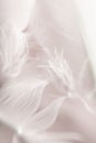 Beautiful white soft feathers background texture Royalty Free Stock Photo