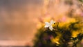 Beautiful soft flowers blossoming in the afternoon sunshine in the summer, wild meadow dreamy bokeh background. small flies busy Royalty Free Stock Photo