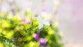 Beautiful soft flowers blossoming in morning sunshine in the summer, wild meadow dreamy bokeh background. small flies busy Royalty Free Stock Photo