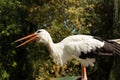 Beautiful soft focus animal portrait of stork type of bird on unfocused bokeh forest natural landscape background, copy space Royalty Free Stock Photo