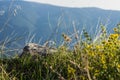 Beautiful soft focus local natural scenic soft focus macro shot of stone and grass wilderness mountain environment with unfocused