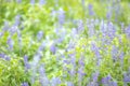 Beautiful soft focus or selective focus on  purple or violet lavender flower meadow field on the garden. Royalty Free Stock Photo