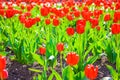 Beautiful soft focus vibrant red tulips in the flowerbed in spring Royalty Free Stock Photo