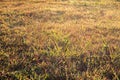 Beautiful soft focus on white grass flower meadow field  in warm light of sunset or evening time or orange tone background. Royalty Free Stock Photo