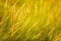 Beautiful soft focus on white grass flower meadow field  in warm light of sunset or evening time or orange tone background. Royalty Free Stock Photo