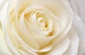 Beautiful soft fresh white rose