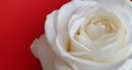 Beautiful soft fresh white rose on a red background