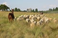 Herd of sheep walking away with a brown Llama behind. Breathtaking grass field landscape Royalty Free Stock Photo