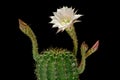 Beautiful soft pink cactus flower, isolated on black background Royalty Free Stock Photo