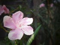 Beautiful soft pink colored of Nerium Oleander flower, commonly known as Oleanderbor Jericho Rose Royalty Free Stock Photo