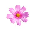 beautiful soft pink cosmos flower blooming isolated white background with clipping path Royalty Free Stock Photo