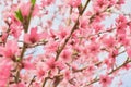 Blossom tree over nature background. Spring flowers. Spring Background