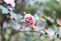 Beautiful soft pink flower with a bee which produces pollen. Spring paradise. The burgeoning rose Royalty Free Stock Photo