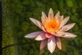 Beautiful soft pink lotus with yellow pollen in swamp pond. Pink water lily flower with copy space for text. Background of the pin Royalty Free Stock Photo