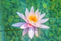 Beautiful soft pink lotus with yellow pollen in swamp pond. Pink water lily flower with copy space for text. Background of the pin Royalty Free Stock Photo