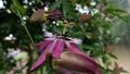 Beautiful soft pink passion flower with soft green background foliage Royalty Free Stock Photo