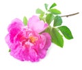 Beautiful soft pink rose isolated on white background Royalty Free Stock Photo