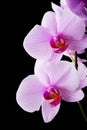 Beautiful soft Pink strips phalaenopsis Orchid Flower around black background. close up