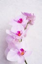 Beautiful soft Pink strips phalaenopsis Orchid Flower around white background. close up