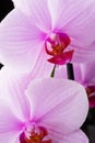 Beautiful soft Pink strips phalaenopsis Orchid Flower. close up