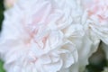 beautiful soft pink weddingn roses flower bloming in garden. close up shot. cloudy Royalty Free Stock Photo