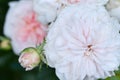 beautiful soft pink weddingn roses flower blooming in garden. close up shot. cloudy Royalty Free Stock Photo