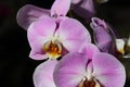 Beautiful soft purple moth orchid blooms