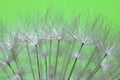 Beautiful soft texture dandelion white flower pistils highlighted pattern with copy space