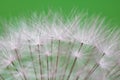 Beautiful soft texture dandelion white flower pistils highlighted pattern with copy space