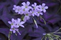 Beautiful soft violet flowers of triangle leaves plant