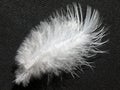 White birds feather on black background Royalty Free Stock Photo