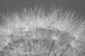 Beautiful soft white petals of dandelion pattern motif Royalty Free Stock Photo