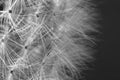 Beautiful soft white petals of dandelion pattern motif Royalty Free Stock Photo