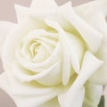 Beautiful soft white rose Royalty Free Stock Photo