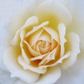 Beautiful soft Yellow rose