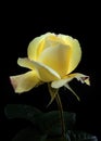 A beautiful soft yellow rose with pink petal tips on a black background Royalty Free Stock Photo
