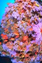 Beautiful softcoral Royalty Free Stock Photo