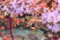 Beautiful softcoral