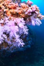 Beautiful softcoral Royalty Free Stock Photo