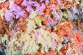 Beautiful softcoral