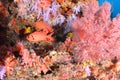 Beautiful softcoral