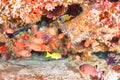 Beautiful softcoral and Soldierfishes Royalty Free Stock Photo