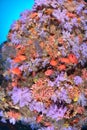 Beautiful softcoral and Soldierfishes Royalty Free Stock Photo