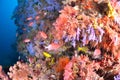 Beautiful softcoral and Soldierfishes Royalty Free Stock Photo