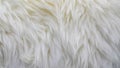 Waves of pure white wool Royalty Free Stock Photo