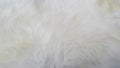 Softness of pure white wool Royalty Free Stock Photo